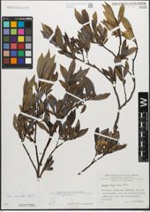 Foto von Salix myrsinifolia Salisb.